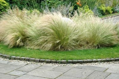 Evergreen Xeriscape Zoneplants on 24 Inches Spread 18 24 Inches Zone 7 10 Characteristics Attributes