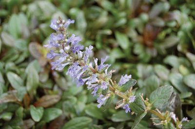 Ajuga tenorii Chocolate Chip 