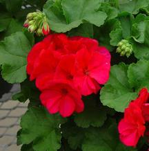 Americana Cranberry Red 
