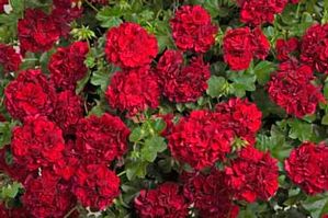 Americana Dark Red 