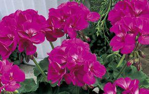 Americana Deep Rose 
