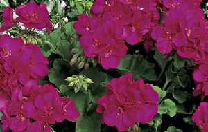 Americana Violet 