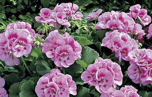 Americana Light Pink Splash 