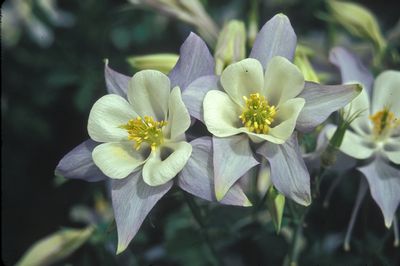 Aquilegia caerulea Origami Blue & White 