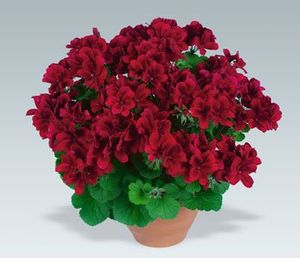 Aristo Velvet Red 