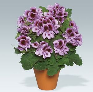 Aristo Lilac 