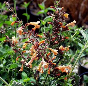 Agastache aurantiac Apricot Sunrise 