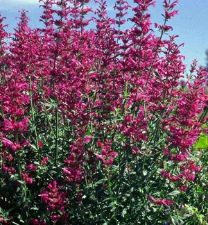 Agastache canna Sonoran Sunset 