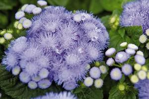 Ageratum 'Hawii' 