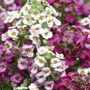 Alyssum 'Clear Crystals mix' 