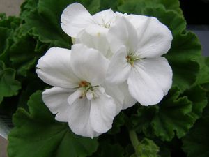 Americana White 