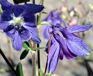 Aquilegia alpina Alpine Blue 