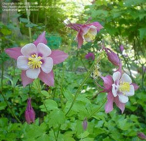 Aquilegia caerulea Origami Pink & White 