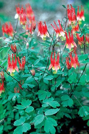 Aquilegia canadensis Little Lanterns Red & Yellow 