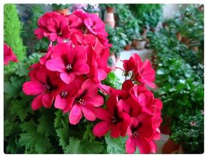 Aristo Surprise Rose 