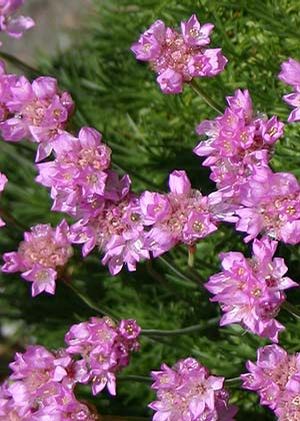 Armeria maritima 