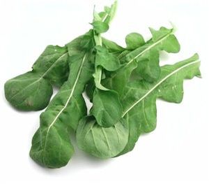 Arugula 'Rocket' 