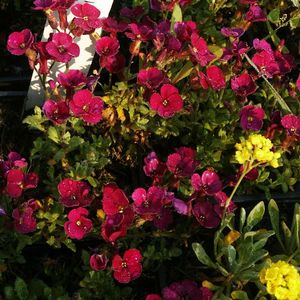 Aubrieta Axcent Dark Red 