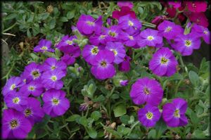 Aubrieta Axcent Violet With Eye 