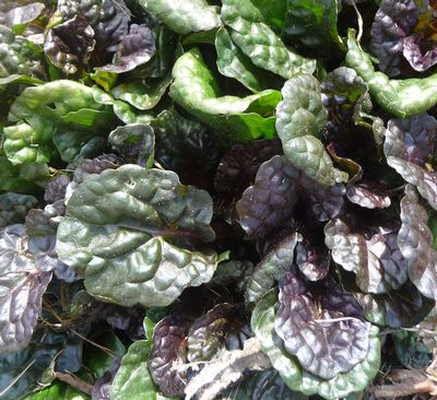 Ajuga reptans Black Scallop 