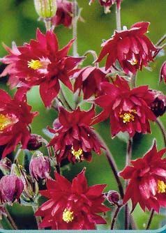 Aquilegia vulgaris Ruby Port 