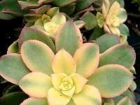 Aeonium 'Kiwi' 