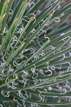 Agave 'Rasta Man' 