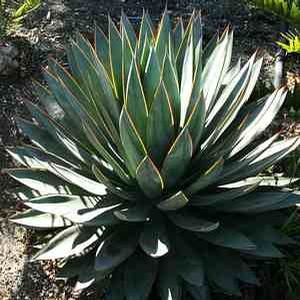 Agave 'Blue Glow' 