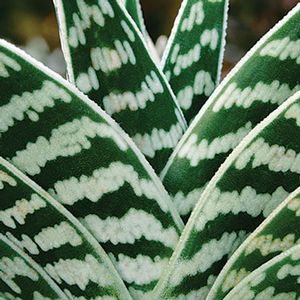Aloe 'Gator' 