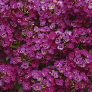 Alyssum 'Clear Crystals Purple Shades' 