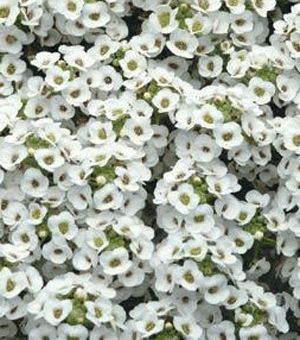 Alyssum 'Clear Crystals White' 