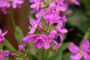 Arabis 'Rose Delight' 