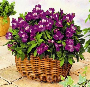 Alstroemeria 'Princess Lily Louise' purple 
