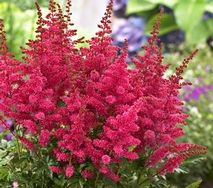 Astilbe 'Younique Carmine' 