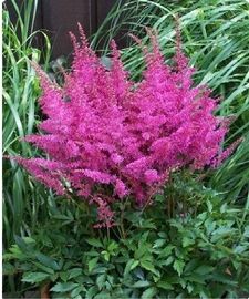 Astilbe 'Younique Lilac' 