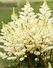 Astilbe 'Younique White' 
