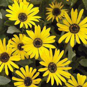 Arctotis 'Bumble Bee' 