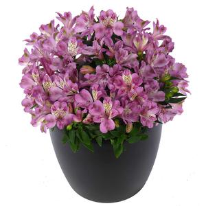 Alstroemeria 'Princess Lily Letizia' carmine 