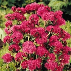 Ageratum 'Red Sea' 