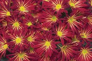 Pot Mum 'Orange Bicolor Daisy' ()