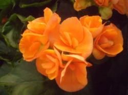 Begonia Rieger 'Britt Dark' ()