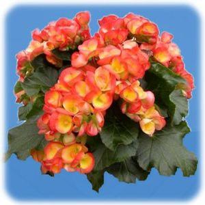 Begonia Rieger Carnival orange and yellow | F&B Farms