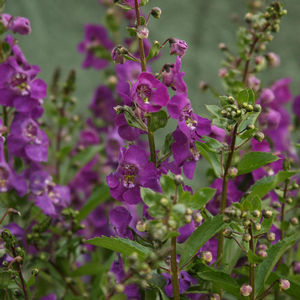 Angelonia 'Angelface Blue' 