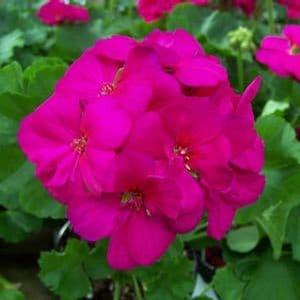 Americana Cherry Rose 
