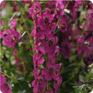 Angelonia 'Archangel Raspberry' 