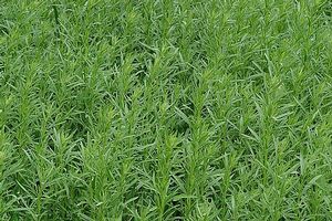 Artemesia dracanculus French Terragon 