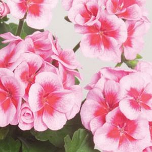 Americana Rose Mega Splash 