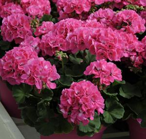 Americana Pink 