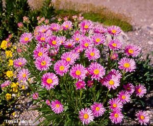 Aster alpinus Happy End 