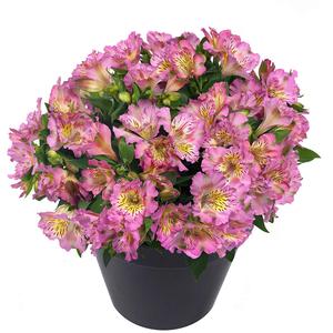Alstroemeria 'Princess Lily Camilla' white 